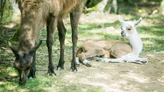 V Zoo Na Hrádeku v Dolní Pn u Jindichova Hradce chovají i lamy krotké.