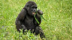 Tíletý Ajabu ve venkovním výbhu, nejmladí len praské gorilí rodiny.