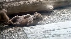 Narozená lvíata ve výbhu liberecké zoo.