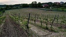 Vinice v Mielniku. I v Podlesí mají rádi víno.