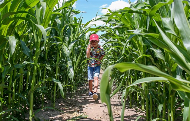 Kukuiné bludit vyrostlo u Rosee na Jindichohradecku.