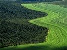 Deštný prales v brazilském státě Bahia který musel ustoupit zemědělské půdě....