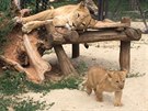 V Safari Parku ve Dvoe Krlov se narodila mlata lv berberskch