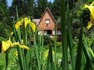 Pohled od jezrka, pes lut kvetouc irisy (zahrada na Vysoin u lesa)
