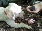 Úspný lov italského vodního psa, který dokáe lanýe pod zemí spolehliv...