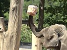 Sloni si se zmrzlinou rdi hraj, nebo se o n ptelsky poperou.