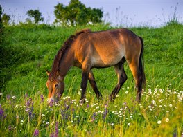 eská populace exmoorských koní je unikátní, protoe ji zaloilo tyicet...