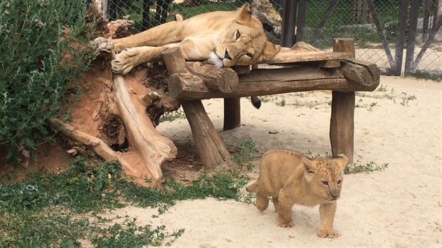 VIDEO: Zoo ve Dvoře má po letech dvě koťata lvů berberských, třetí uspali -  iDNES.cz