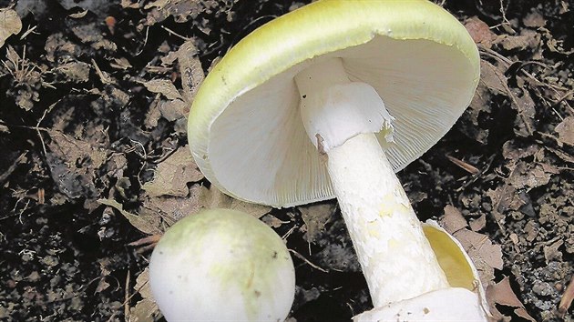 Muchomůrka zelená je považována za nejjedovatější houbu Evropy a Severní Ameriky, kde způsobuje nejvíc smrtelných otrav.