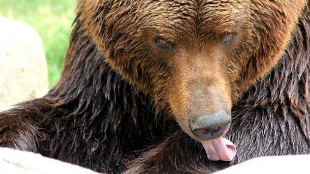 Samec medvda kamatskho Jelizar il v brnnsk zoo necelch devt let a stal se otcem t mlat. Kvli problmm se zuby a klouby musel bt na zatku ervence 2019 utracen.