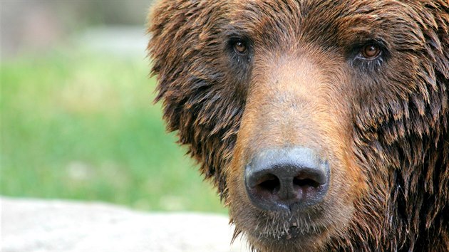 Samec medvda kamatskho Jelizar il v brnnsk zoo necelch devt let a stal se otcem t mlat. Kvli problmm se zuby a klouby musel bt na zatku ervence 2019 utracen.