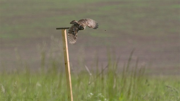 Letos poprv ornitologov pipravili pro sky bidlka, odkud mohou snadnji lovit.