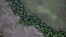 Detný prales v brazilském stát Bahia který musel ustoupit zemdlské pd....