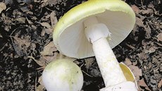 Muchomůrka zelená je považována za nejjedovatější houbu Evropy a Severní...