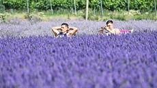Jihomoravská Provence ve Starovikách funguje od roku 2013, kdy její majitelé...