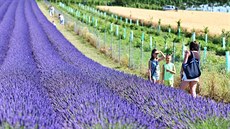 Na sklize� fialových levandulových polí ve Starovi�kách na B�eclavsku se...