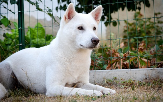 Kishu potebuje rodinu, která jej pijme jako jejího právoplatného lena.