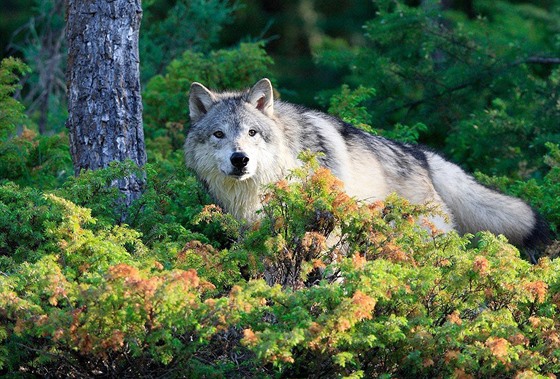 Vlk obecný. Tušíte, kolik procent evropských vlků v sobě nosí malé části DNA od...
