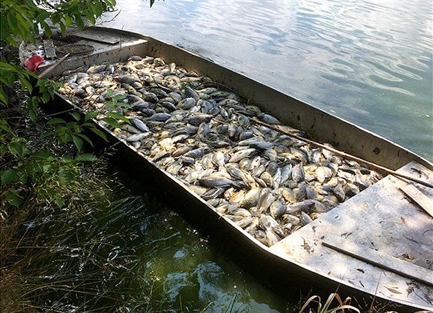 Více ne dv tuny ryb otrávila v rybníku u Milevska zatím neznámá látka.