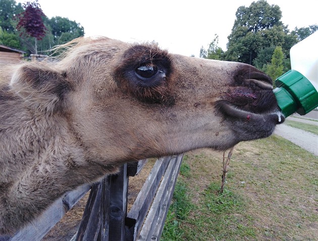 Velbloudí mlád v zoo napadl pes.