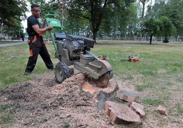 Ostrava letos přišla už o šest set stromů, některé se kácejí kvůli sítím