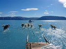 Tým vědců působících v Grónsku zveřejnil snímek, na kterém se psí spřežení...