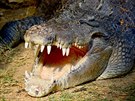 Krokodýl mořský - tento největší žijící druh krokodýla začal podle zjištění...
