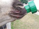 Velbloud� ml�d� v zoo napadl pes.