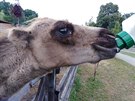 Velbloud� ml�d� v zoo napadl pes.