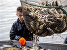 Rybi na Bukov opt likvidovali ryby zasaen herpes virem. (19. ervence...
