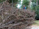 Kcen uschlch strom napadench krovcem v Riegerovch sadech nedaleko...