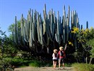 Mexické kaktusy