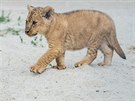 Safari Park ve Dvoe Krlov se dokal malch lv berberskch po ticeti letech...