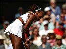 Vítzná grimasa Sereny Williamsové v semifinále Wimbledonu.