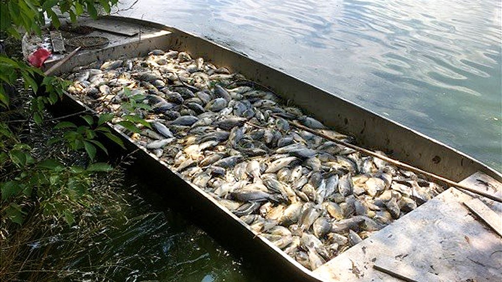 Více než dvě tuny ryb otrávila v rybníku u Milevska zatím neznámá látka.