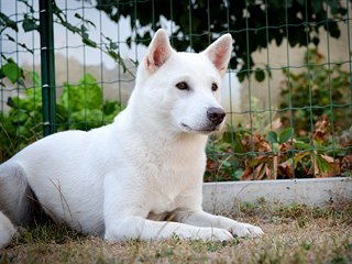 Kishu potřebuje rodinu, která jej přijme jako jejího právoplatného člena.
