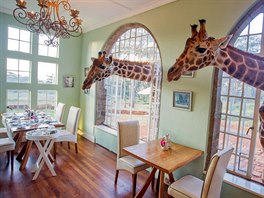 Giraffe Manor, Kea: Nedaleko Nairobi stojí unikátní hotel, který turistm...