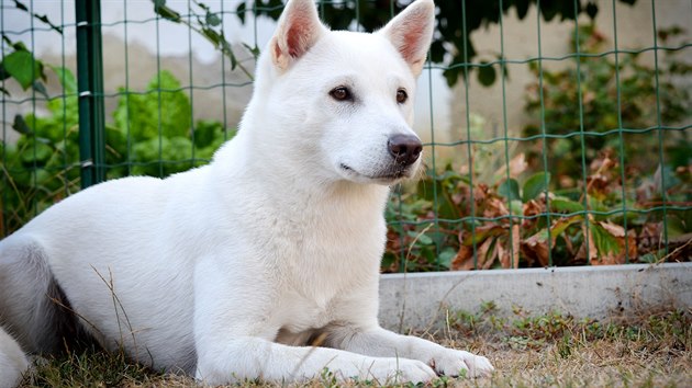 Kishu potebuje rodinu, kter jej pijme jako jejho prvoplatnho lena.