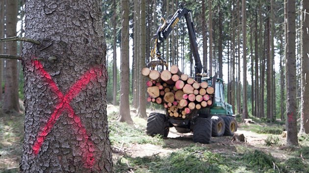 V Libereckm kraji se mno krovec.