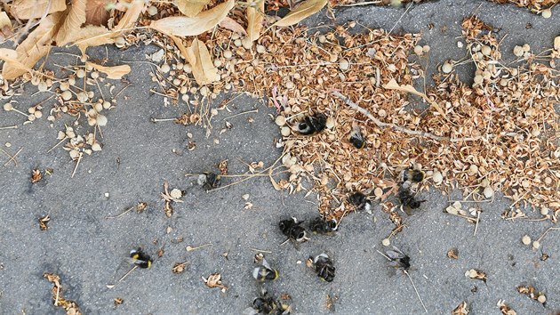 Desítky mrtvých čmeláků a včel se v minulých dnech objevily v ulici Sociální péče na ústeckém sídlišti Severní Terasa.
