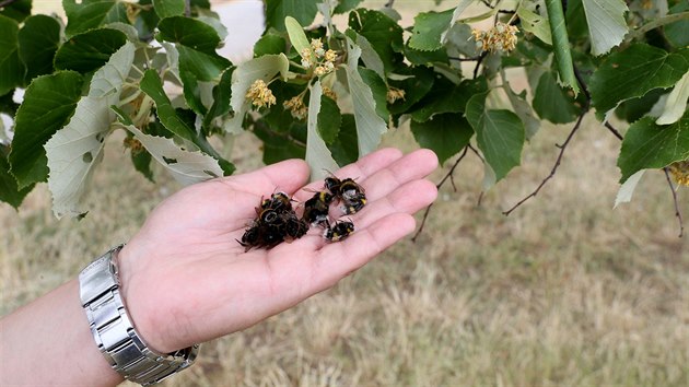 Desítky mrtvých čmeláků a včel se v minulých dnech objevily v ulici Sociální péče na ústeckém sídlišti Severní Terasa.