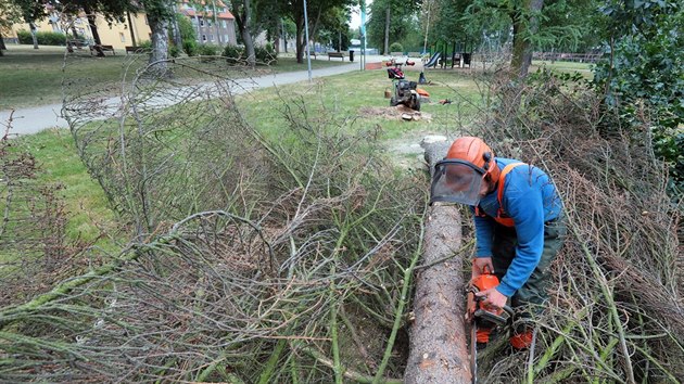 Kcen uschlch strom napadench krovcem v Riegerovch sadech nedaleko ndra v Chebu. Je podezen, e stromy napadl krovec z pepravovanho deva.