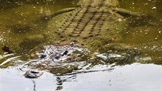 Krokodýly na Timoru milují a uctívají je ve speciálních svatyních. Dokonce je...