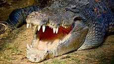 Krokodýl moský - tento nejvtí ijící druh krokodýla zaal podle zjitní...