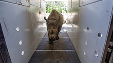 Transport pti vzácných nosoroc erných ze Zoo Dvr Králové nad Labem do...