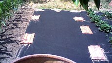 Zahrada s krycí netkanou textilií (teplota pi mení  cca 23°C)