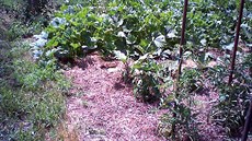 Zahrada s nástelkou ze suené slámy/sena (teplota pi mení  cca 23°C)