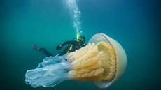 Potápi v moi u západní Anglie objevili 1,5 metru velkou medúzu. (13....
