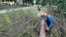 Kácení uschlých strom napadených krovcem v Riegerových sadech nedaleko...