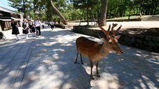 Japonsko, Nara, posvátní jelínci šika